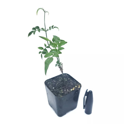 Starter Plant 2" Pot Jasminum Polyanthum Fragrant Mini