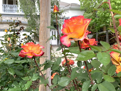 5 Stems for planting Large Yellow Orange Rose