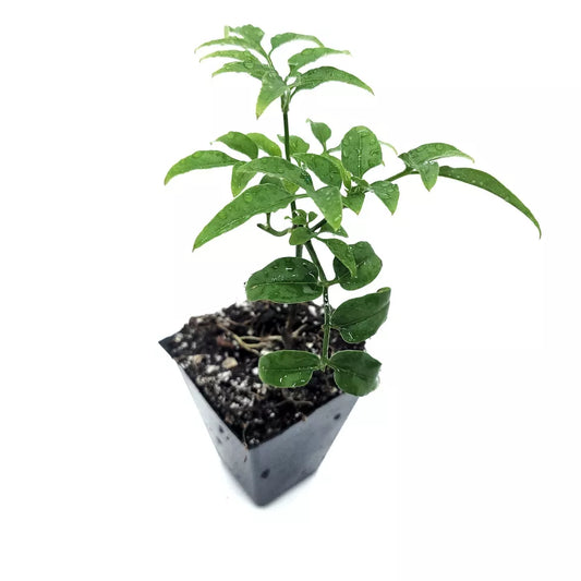 Starter Plant 2" Pot Jasminum Polyanthum Fragrant Mini