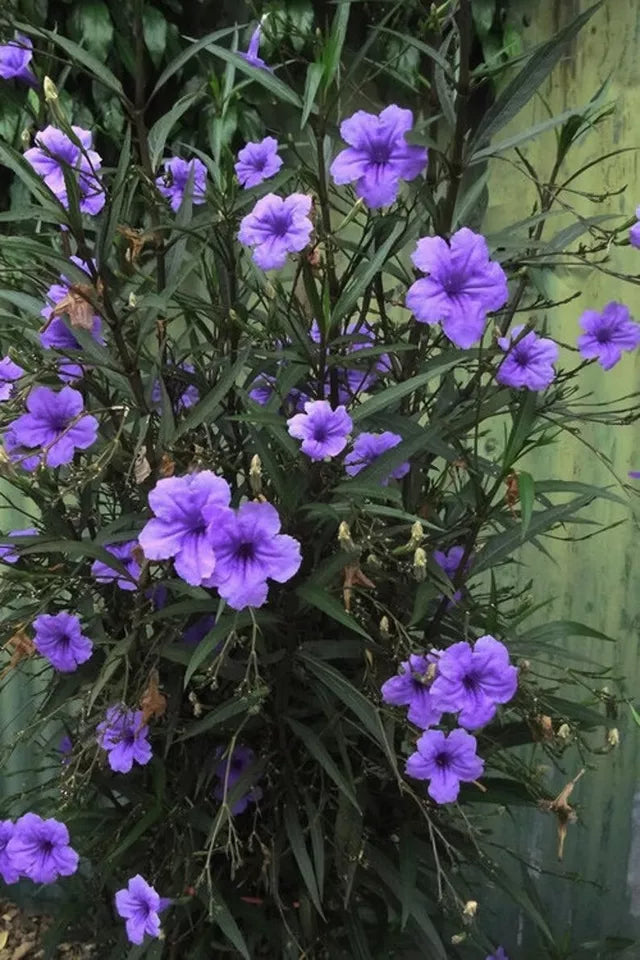 10 Unrooted Cuttings and plugs Mexican Petunia Purple Flowers Organic Grown Perennial