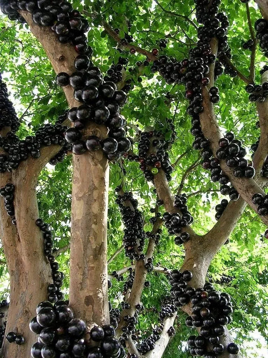 ONE STARTER Plant Brazilian Grape Tree Jaboticaba Plinia Cauliflora Sabara Fruit