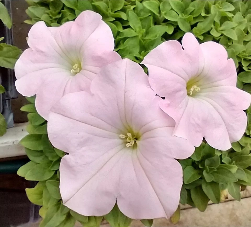 6 Plugs Petunia Dreams 'Appleblossom' Live Annual Plants