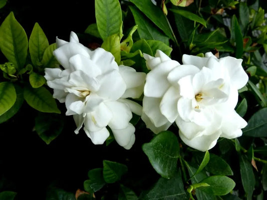 7 UNROOTED CUTTINGS HEIRLOOM WHITE GARDENIA BUSH CAPE JASMINE SHRUB