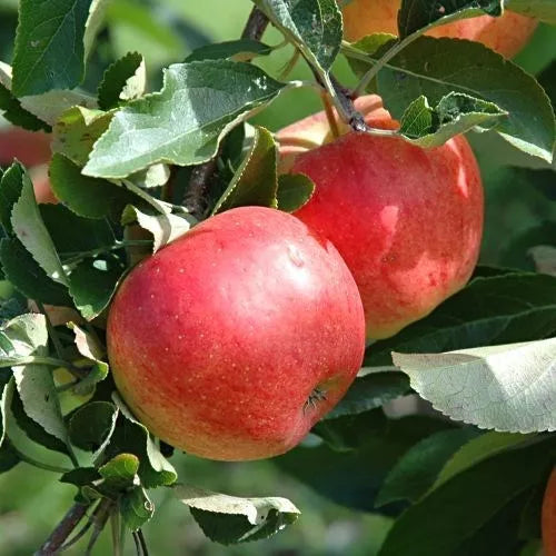 Malus domestica Mixed Varieties APPLE TREE 5 Seeds