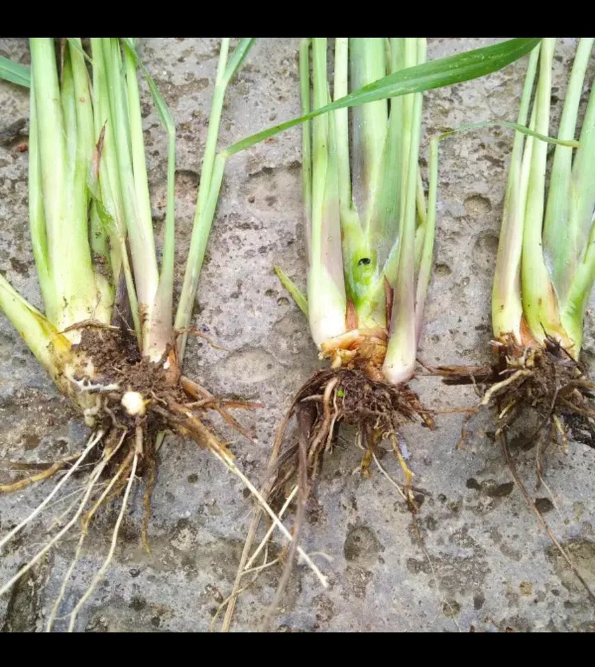 3 Lemongrass Stalks Fully Rooted Ready To Plan