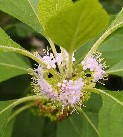 100+ PURPLE AMERICAN BEAUTY BERRY BEAUTYBERRY CALLICARPA AMERICANA ORGANIC SEEDS