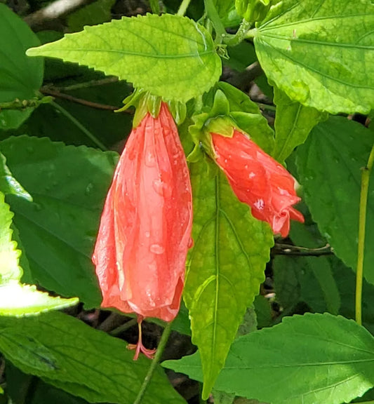 STARTER LIVE PLANT 5 TO 7" TALL RED TURK'S CAP SLEEPING HIBISCUS MALVAVISCUS