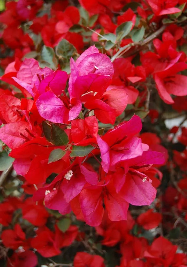 1pc Well Rooted SAN DIEGO RED Live Bougainvillea starter/plug plant