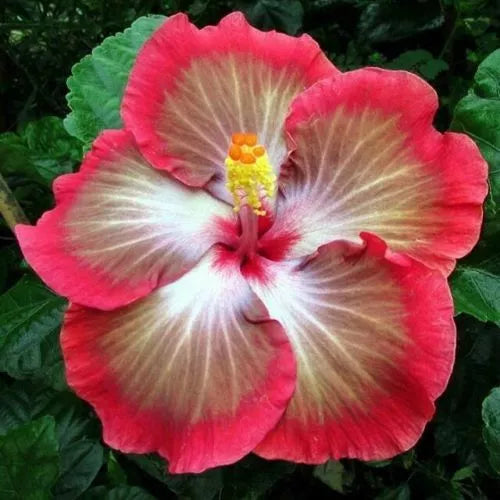 20 White Pink Red Hibiscus Flower Seeds Perennial