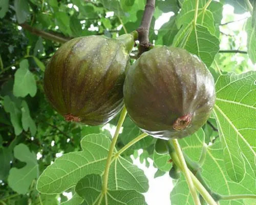 ONE `Live Plant Ficus Carica Fig Tree 'Olympian'