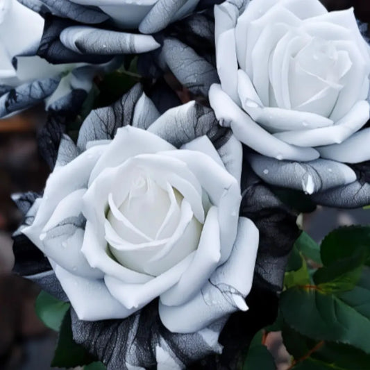 20pcs Rare Ink Rose Seeds