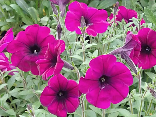 10 "Baby" Plants Petunia Easy Wave 'Burgundy Velour' Live Annual Plants/Plugs