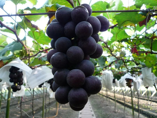 ONE Japanese Kyoho grape plants bare roots