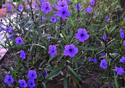 2 Live Plants 6" to 8"Mexican Petunia Ruellia Tuberosa Bare root