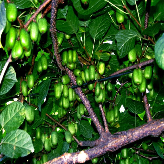 50 Issai Kiwi Seeds Arctic Grape Superfruit Garden Plant Cold Hardy Fast Vine