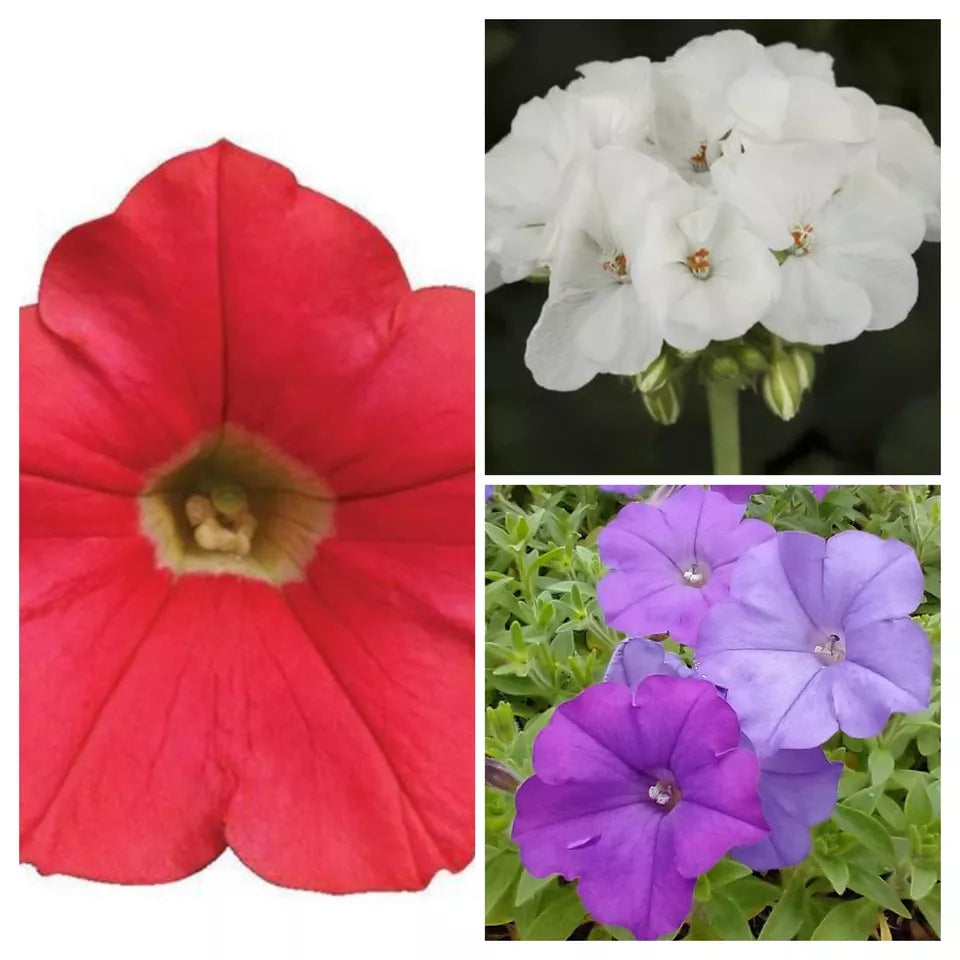 10 Plants 'Tropical Sunset' Geranium/Petunia Combo Live Plants/Plugs