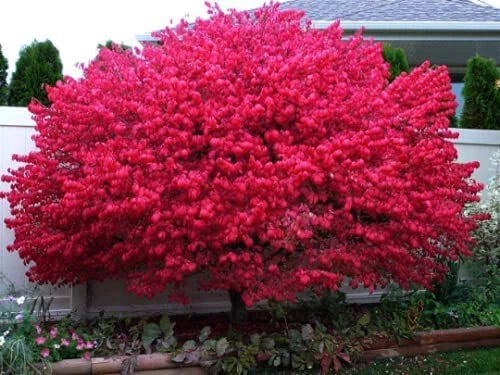 Dwarf Burning Bush Shrubs - 10 Hardy Bare Root Plants - Vibrant Red Foliage - Euonymus alatus