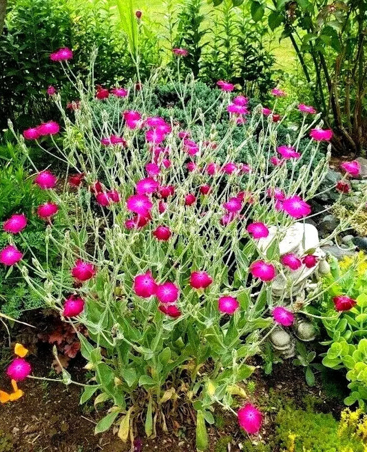 5 Plants Rose Campion Heirloom Lychnis Coronaria Perennial