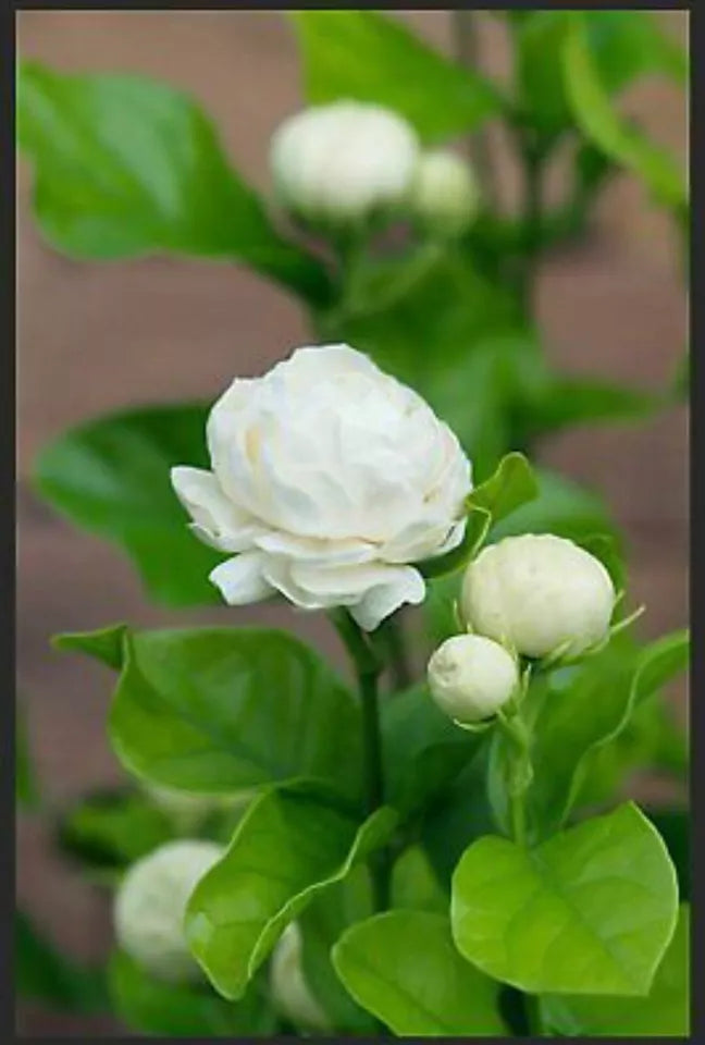 (1) Grand Duke JASMINE Starter Plants/fragrant flowers