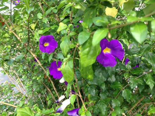 1pc PURPLE KINGS MANTLE Live Semi-Tropical Plant Vivid Purple Trumpet Shaped Flowers