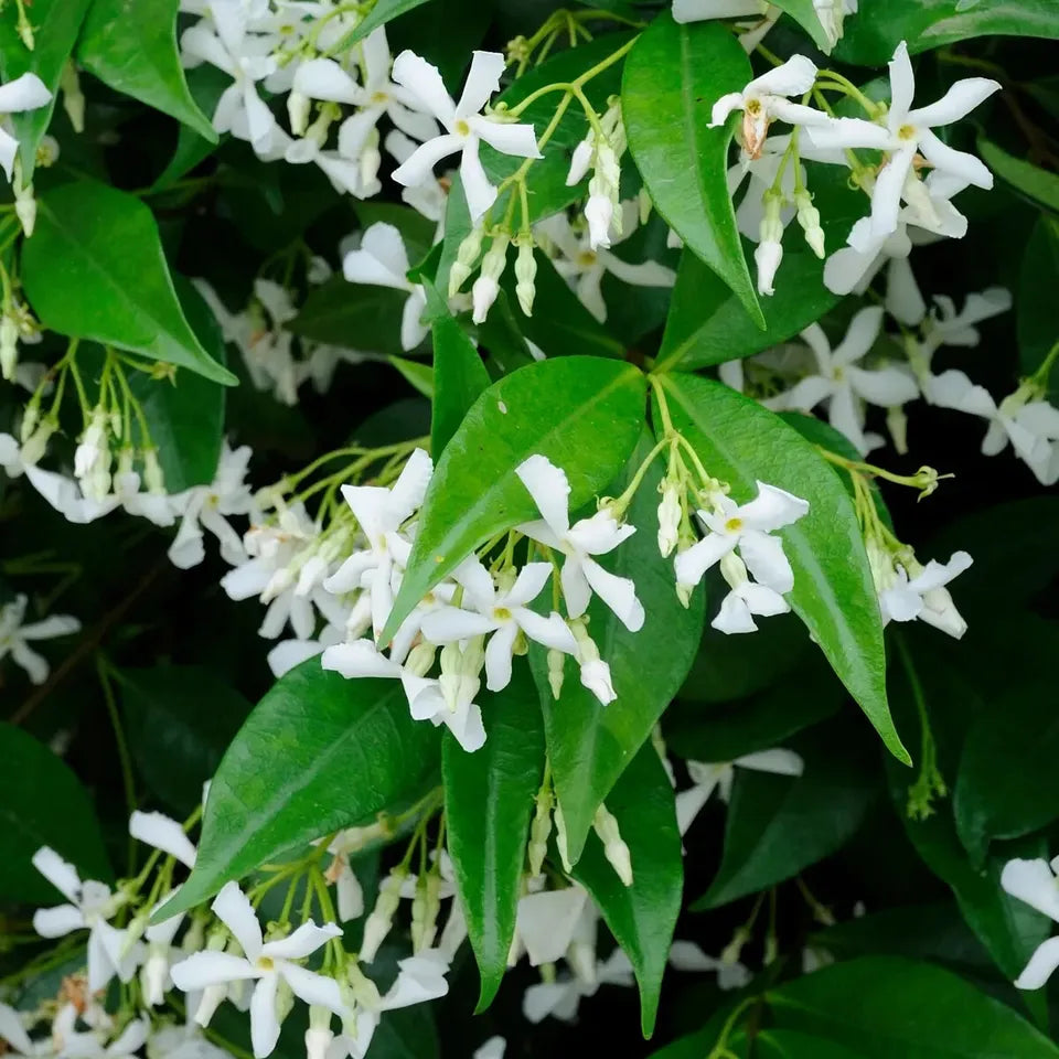 1 Trachelospermum jasminoides Madison COLD HARDY CONFEDERATE JASMINE Plant