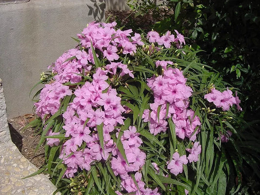 3 Live Plants Dwarf Mexican Petunia Pink Katie's Dwarf Ruellia Brittoniana