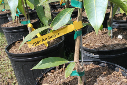 GRAFTED Super Alphonso Mango Live Plant In 7 gallon pot