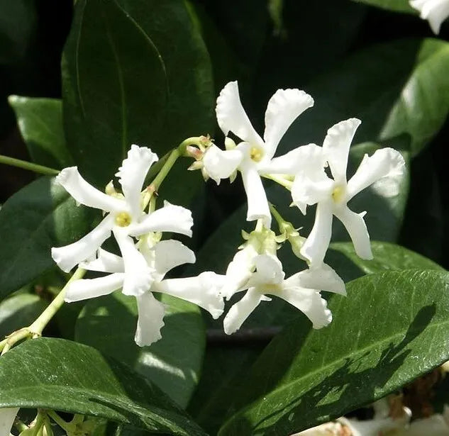 Live Plant Jasminum Nitidum FRAGRANT Jasmine Star