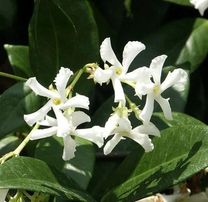 Live Plant Jasminum Nitidum FRAGRANT Jasmine Star