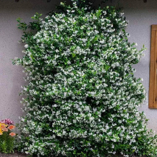 ONE Star Jasmine Extra Large 3 Gallon Plants (Trachelospermum jasminoides)