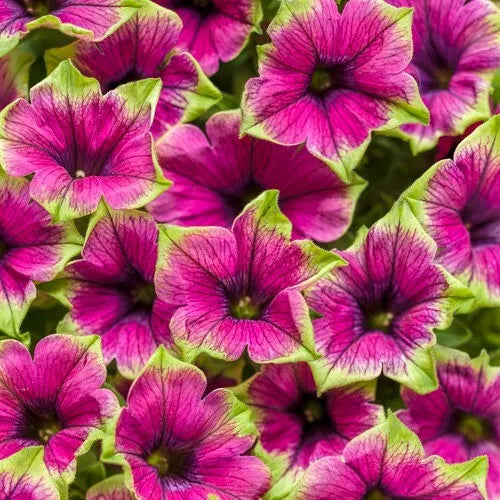 1 Live Plant Petunia Supertunia 'Picasso in Purple', Proven Winners