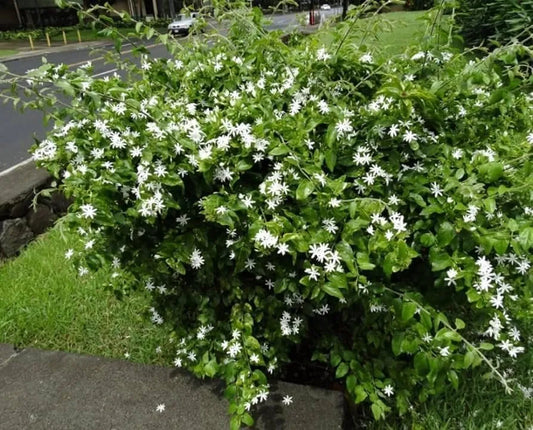 ONE Downy Jasmine Extra Large 3 Gallon Plant (Jasminum multiflorum) Fragrant