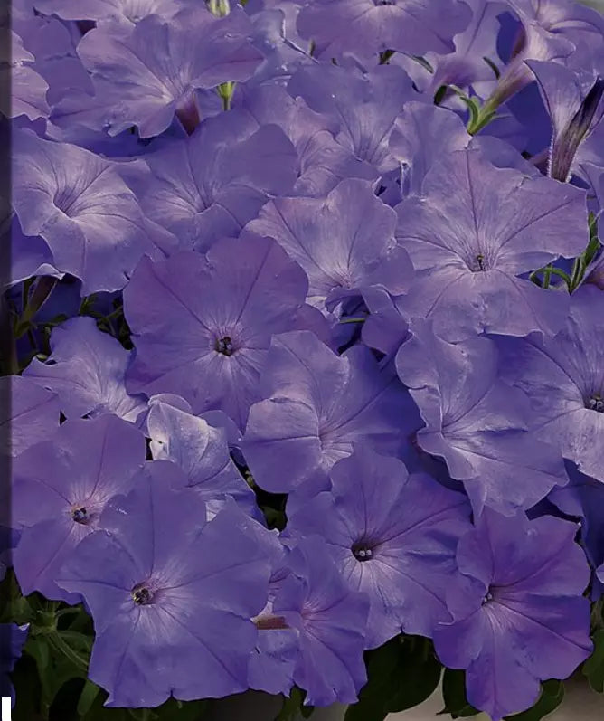 6 Plugs Petunia Dreams 'Sky Blue' Live Annual Plants