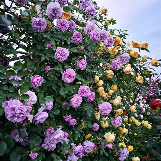 20 CLIMBER ROSE FLOWER SEEDS rare exotic "Violet"