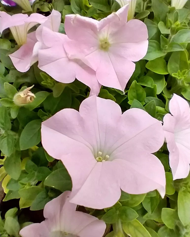 10 Plugs Petunia Dreams 'Appleblossom' Live Annual Plants