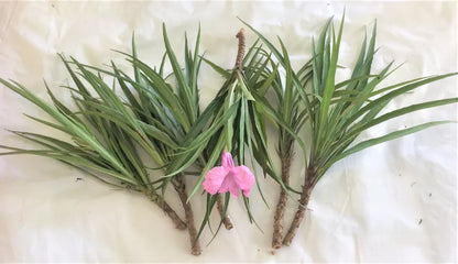 4 Cuttings with Roots & Leaves Ruellia Mexican Petunia Live Plants Pink Flowers