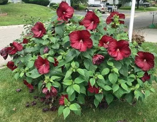 5 Seeds Hibiscus moscheutos Luna Red Hardy Hibiscus