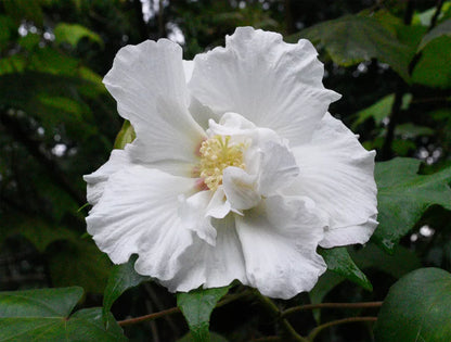 20 seeds Confederate Rose Hibiscus Seeds