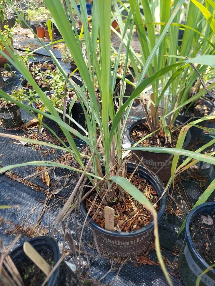 1pc Lemongrass Live Plants, Aromatic Herb, Healthy Starter Plants