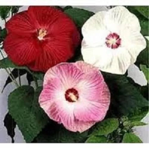 15+ Mixed Colors Dinnerplate Hibiscus Flower Seeds Perennial