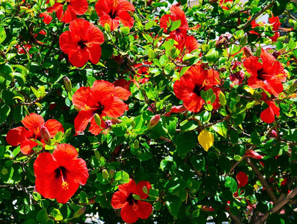 10 LUNA RED HARDY HIBISCUS Moscheutos Flower Small Bush Seeds