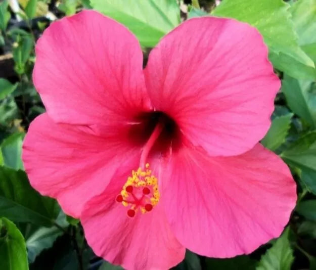 100+ Seeds Red/Pink/White Hibiscus Hardy Perennials