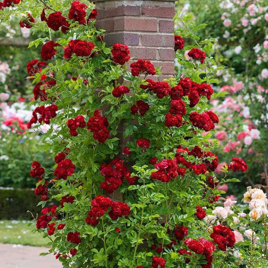 20 CLIMBER ROSE FLOWER SEEDS rare exotic "Crimson Red"