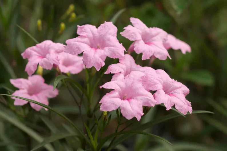 4 Cuttings with Roots & Leaves Ruellia Mexican Petunia Live Plants Pink Flowers