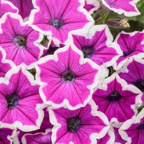 1 Quart Pot Live Plant Petunia Supertunia Hoopla 'Vivid Orchid', Proven Winners