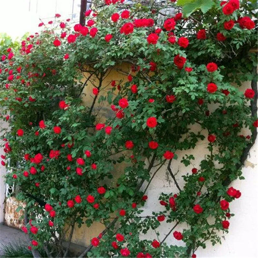 20 CLIMBER ROSE FLOWER SEEDS rare exotic "Cherry Red"