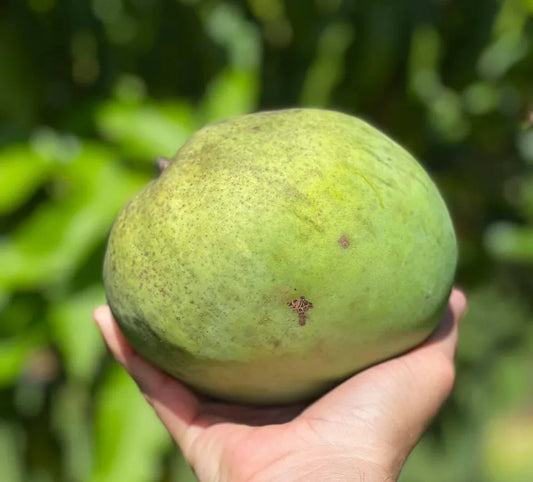 VENUS Grafted Rare MANGO Tree 3Gal Pot