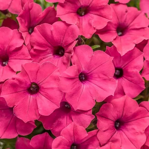 1 Quart Pot Live Plant Petunia Supertunia Vista 'Fuchsia', Proven Winners