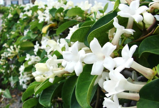 5 SEEDS Stephanotis floribunda Madagascar jasmine vine rare fragrant flower seed