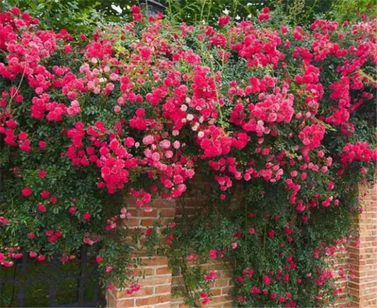 20 CLIMBER ROSE FLOWER SEEDS rare exotic "Redish Pink"